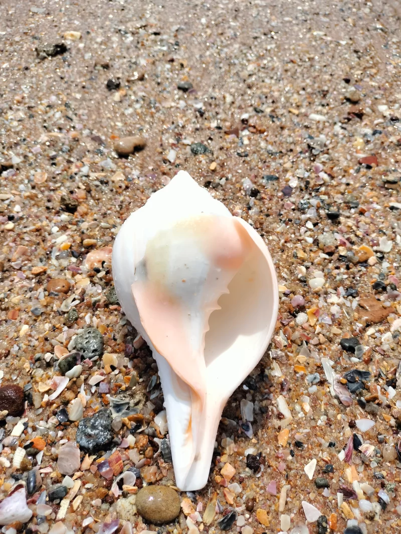 Turbinella Pyrum (polished Without skin) 8 inch