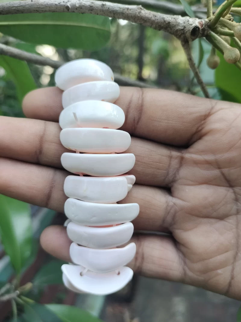Sea shell White Bracelet - Image 4