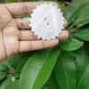 Zigzag Mother of pearl shells Customized Design (1 inch & 4 inch) - Image 3