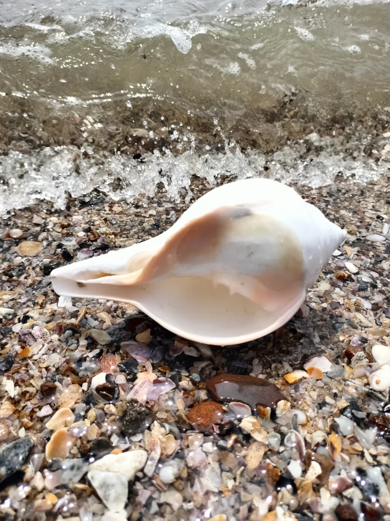 Turbinella Pyrum (polished Without skin) 7.2 inch