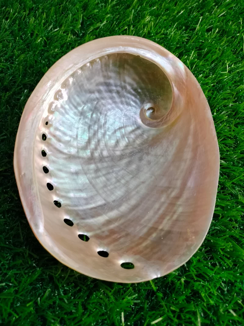 Abalone Sea Shell 3.5inch to 6 inches - Image 3