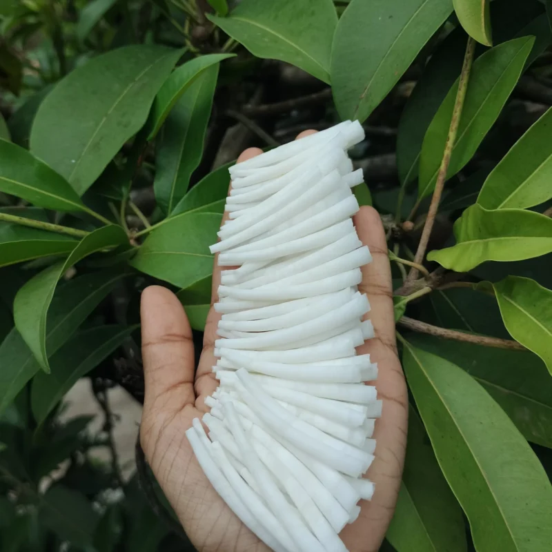 Smooth Dentalium Shells 1.25 to 1.5 inches {2.2 Lbs} 1 KG