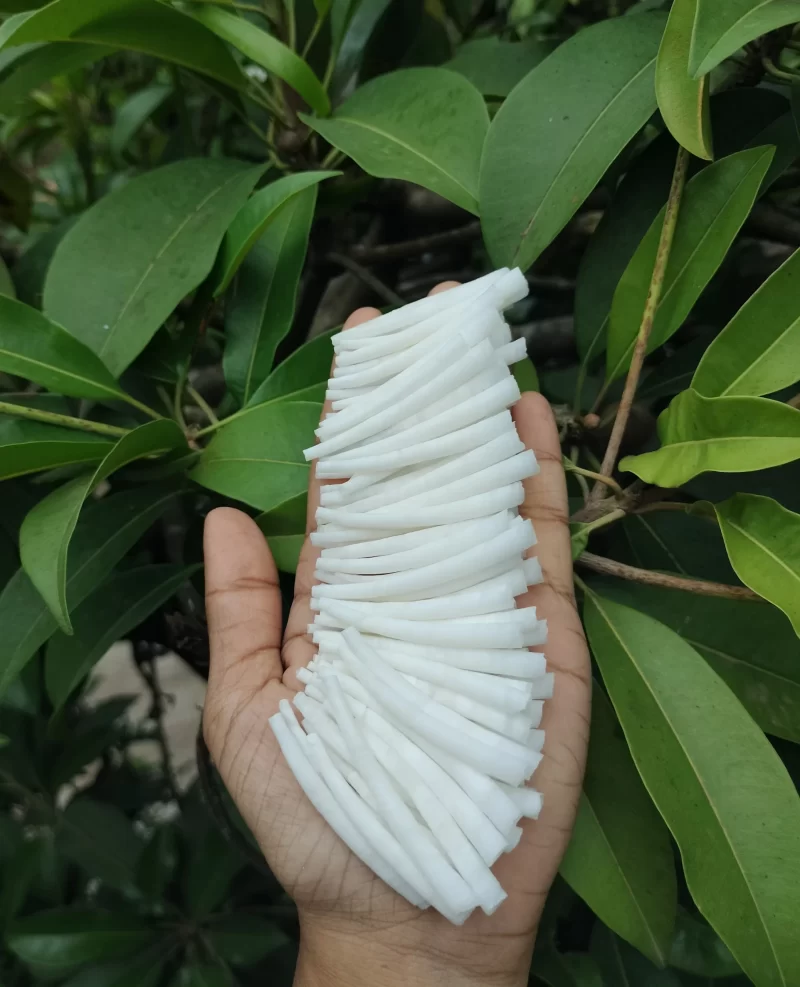 Smooth Dentalium Shells 1.25 to 1.5 inches {2.2 Lbs} 1 KG