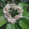 Natural Beach Festival Seashell Handmade bracelet - Image 4