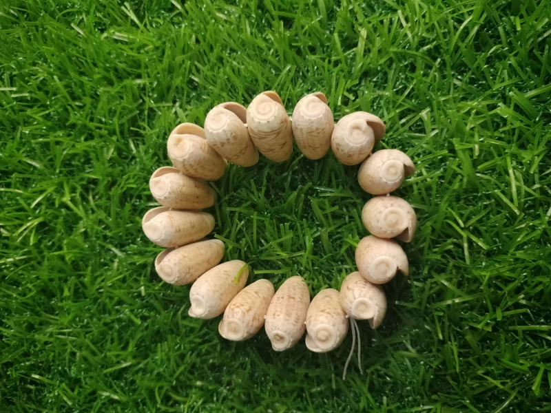 Natural Olive seashell bracelet - Image 4