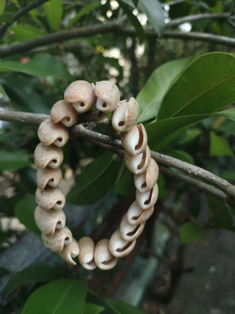 Natural Olive seashell bracelet - Image 3