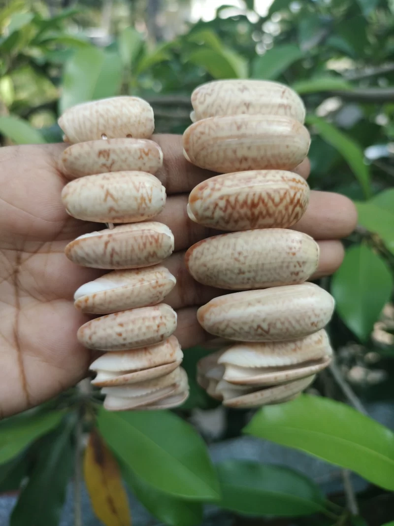 Natural Olive seashell bracelet