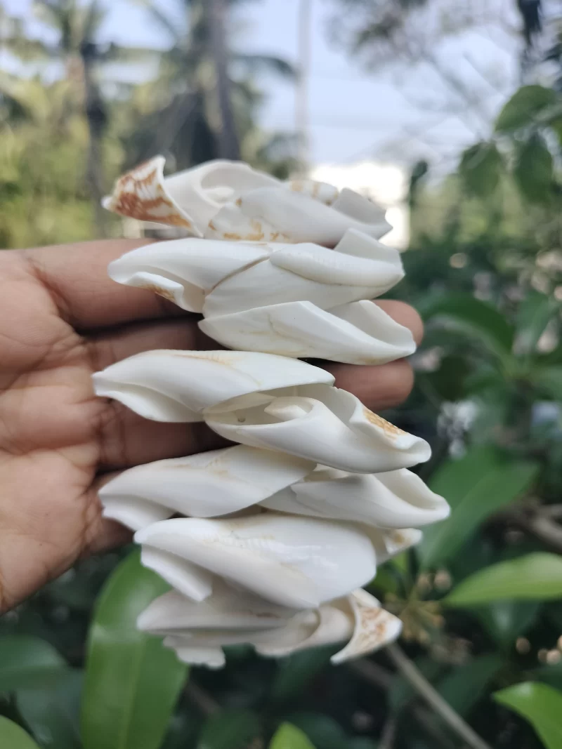 Natural White seashell beach bracelet