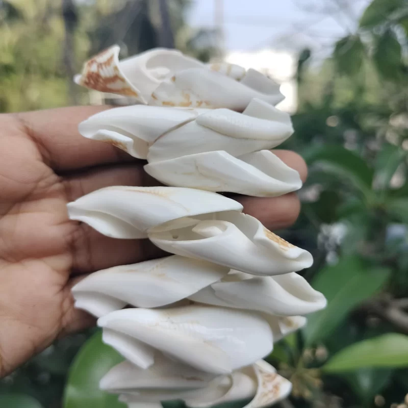 Natural White seashell beach bracelet