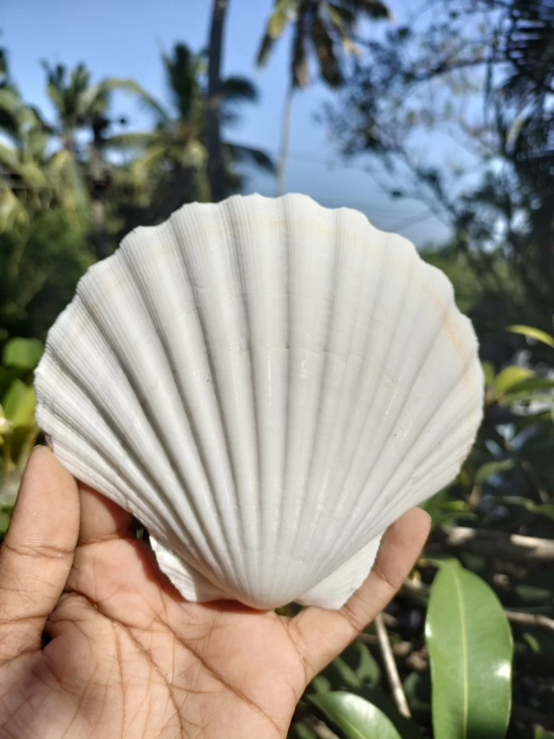 White Scallop Clam Sea Shells