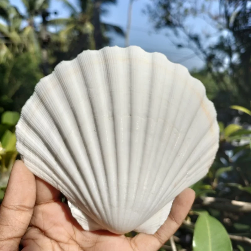White Scallop Clam Sea Shells