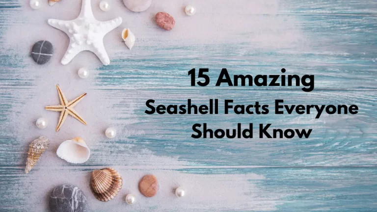 Discover the Wonders of the Ocean 15 Amazing Seashell Facts Everyone Should Know