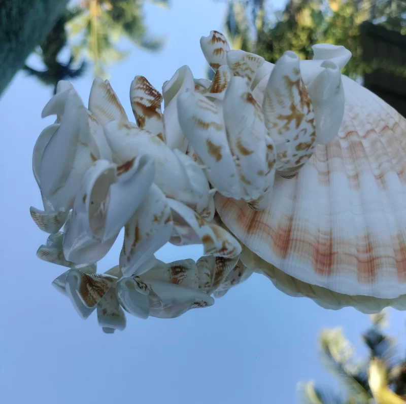 Natural White seashell beach bracelet