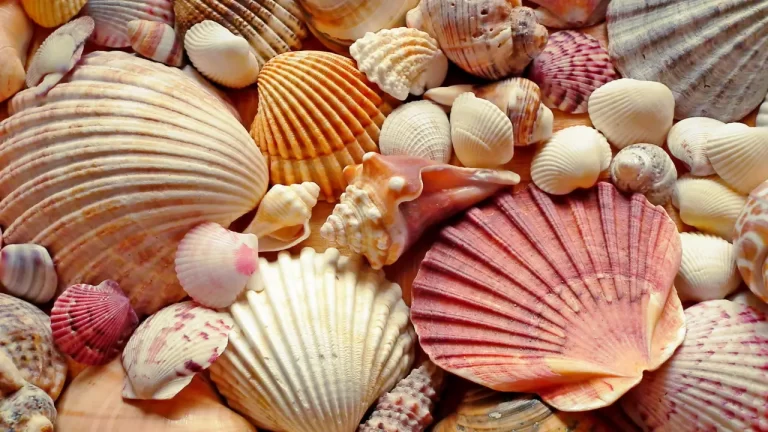 buy Sea shells from India