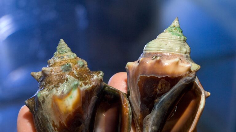 Where Do Seashells Come From
