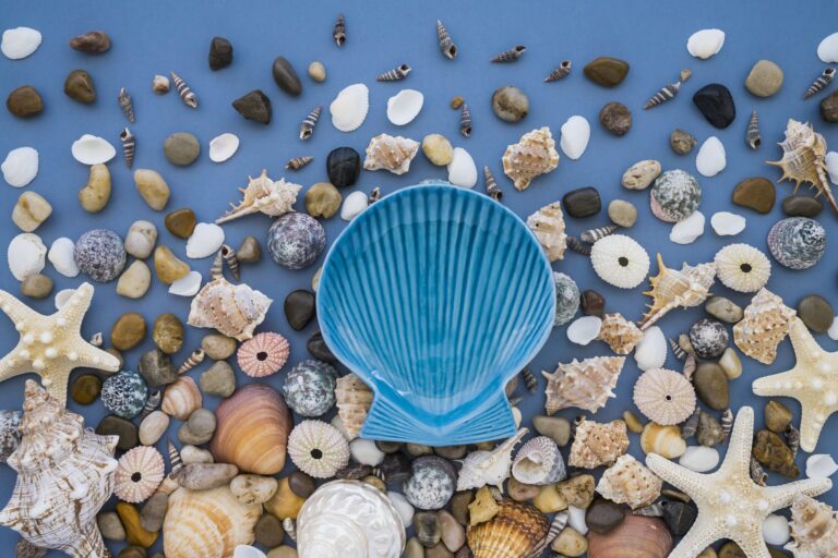 What are the rarest sea shells from India?