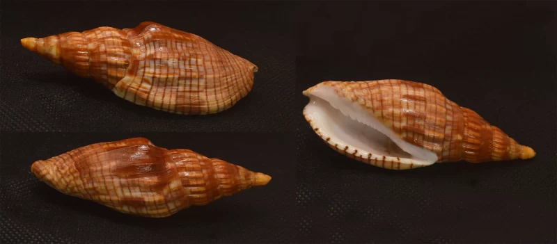 Lyria CloverianaNatural Sea Shell