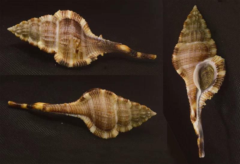 Vokesimurex Malabaricus Natural Sea Shell