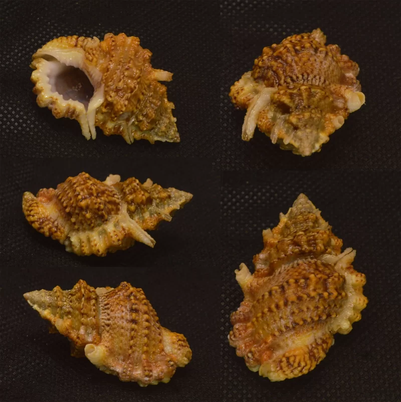 Bursa Rhodostoma Natural Sea Shell