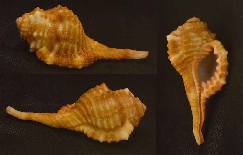 Ranularia Sarcostama Natural Sea Shell