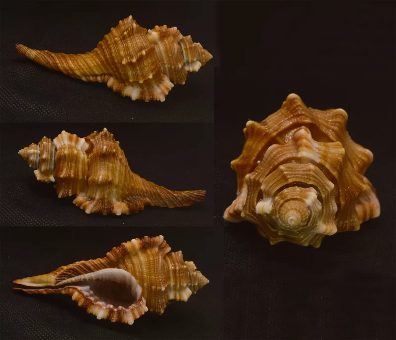 Ranularia Tripus Natural Sea Shell