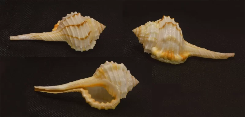 Monoplex Vespaceus Natural Sea Shell