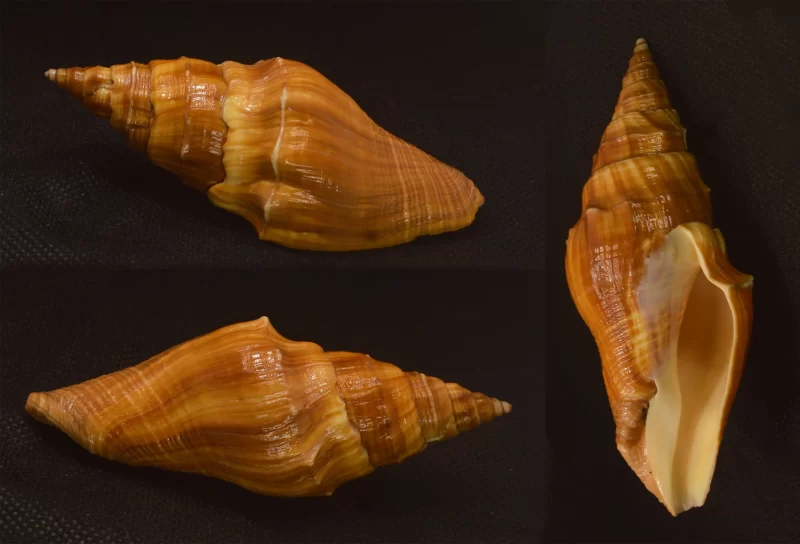 Pugilina Cochlidium Natural Sea Shell