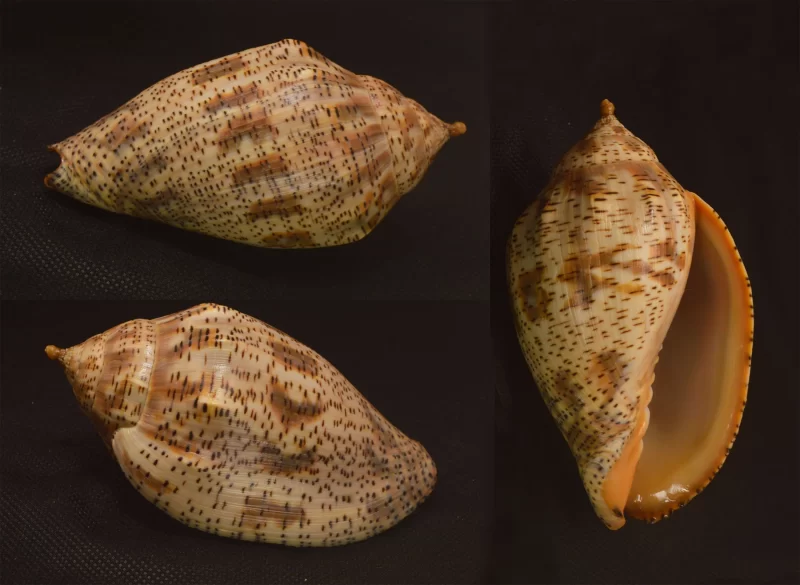 Harpulina lapponica Natural Sea Shell