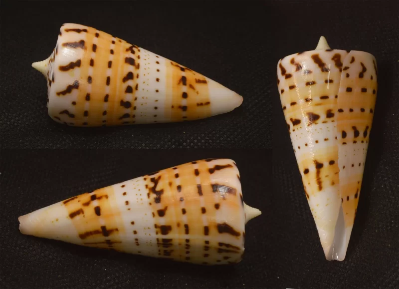 Conus Monile Natural Sea Shells