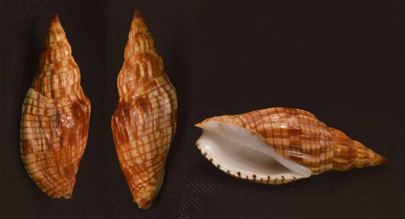 Lyria Cloveriana Natural Sea Shells