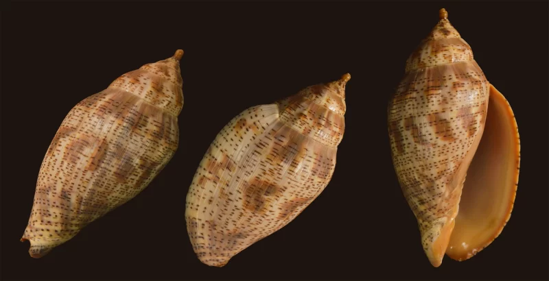 Harpulina lapponica Natural Sea Shell