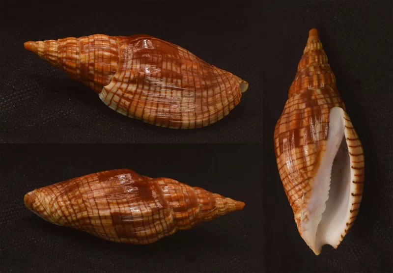 Lyria Cloveriana Natural Sea Shell