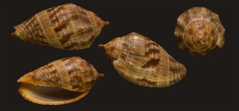 Harpulina lapponica Natural Sea Shell