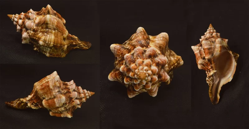 Pleuroploca Clava Natural Sea Shell