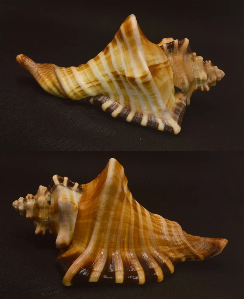 Cymatium ranzanii Natural Sea Shell