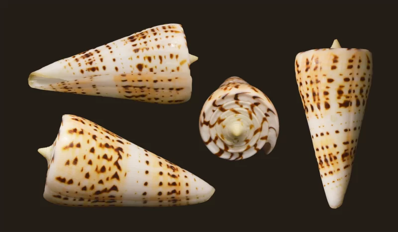 Natural Conus Monile Sea Shells