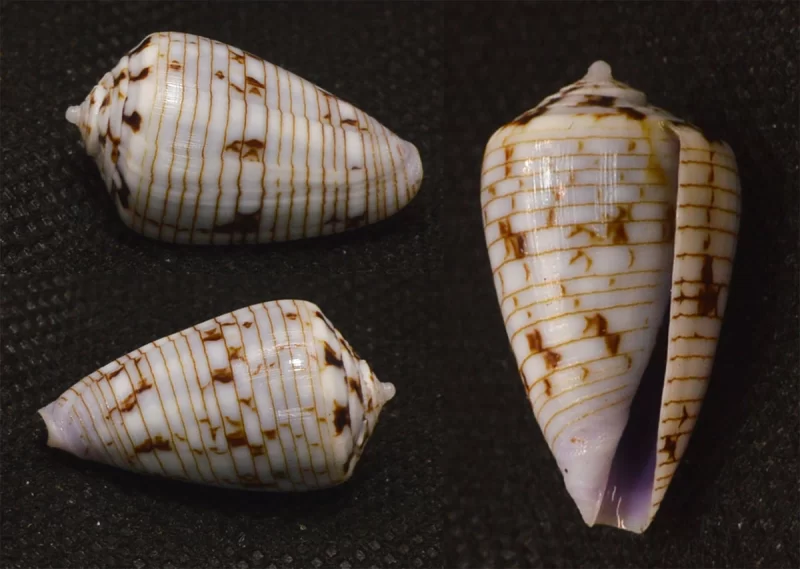 Natural Conus Boschi Sea Shells