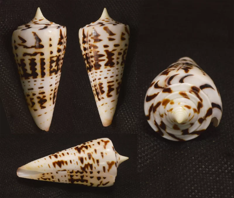 Counus Monile Natural Sea Shells