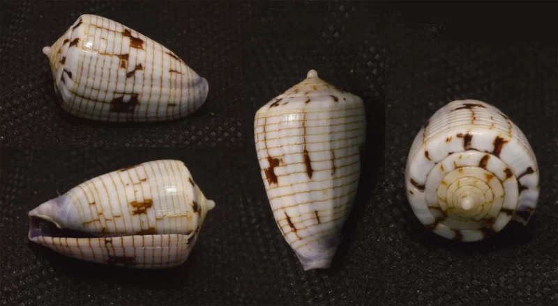 Natural Conus boschi Sea Shells