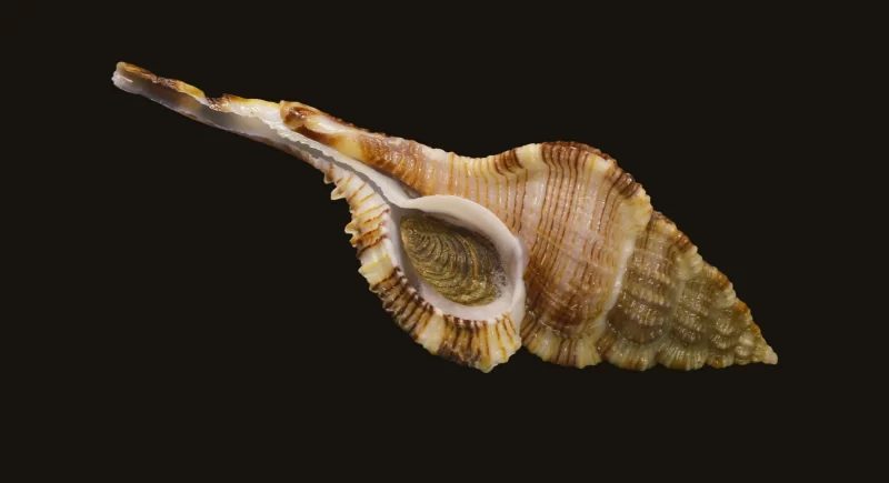 Vokesimurex Malabaricus Natural Sea Shell (Size-123.83mm) - Image 2