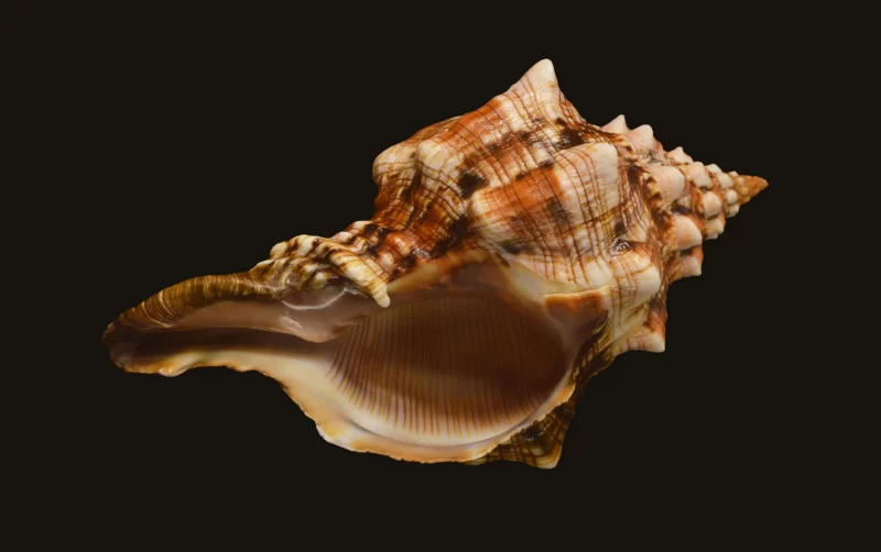 Pleuroploca Clava Natural Sea Shell (size-117.27mm) - Image 4