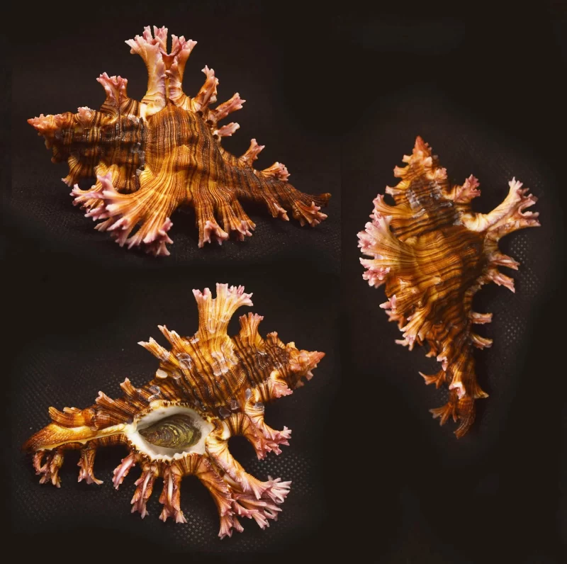 Chicoreus palmarosae Natural Sea Shell