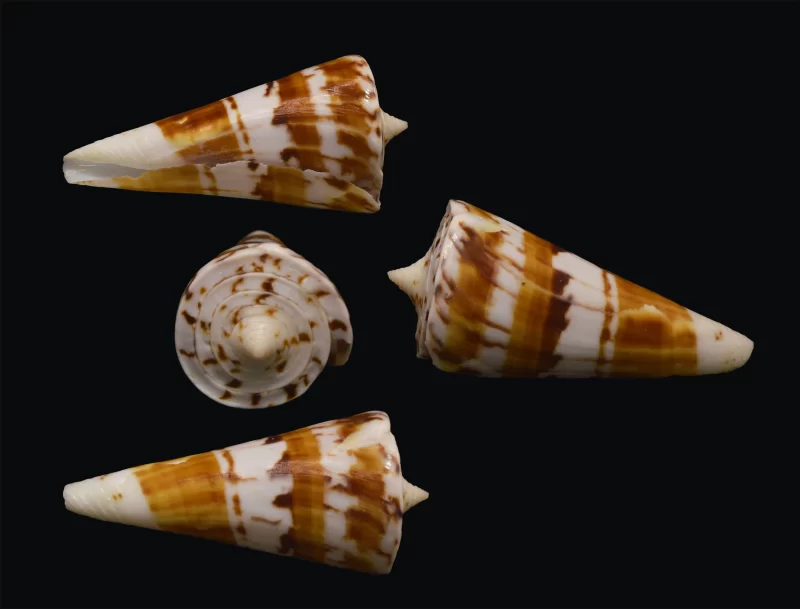 Natural Conus Bayani Shells