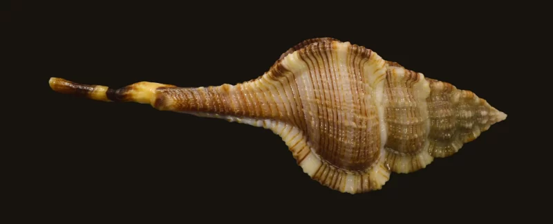 Vokesimurex Malabaricus Natural Sea Shell (Size-123.83mm) - Image 3