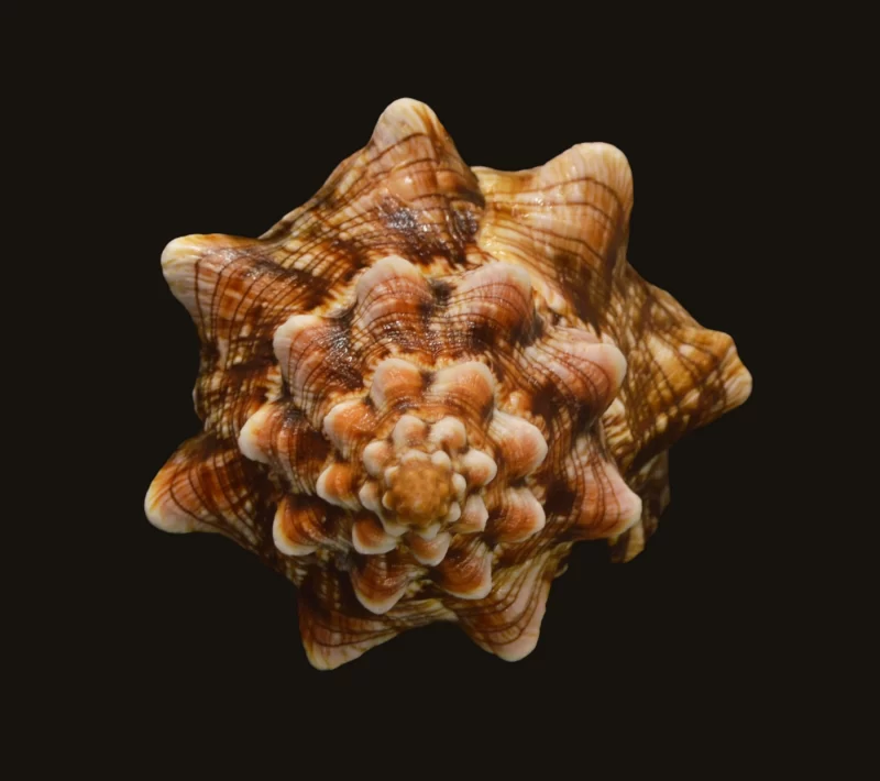 Pleuroploca Clava Natural Sea Shell (size-117.27mm) - Image 3