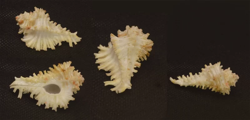 Homalocantha digitata Natural Sea Shells