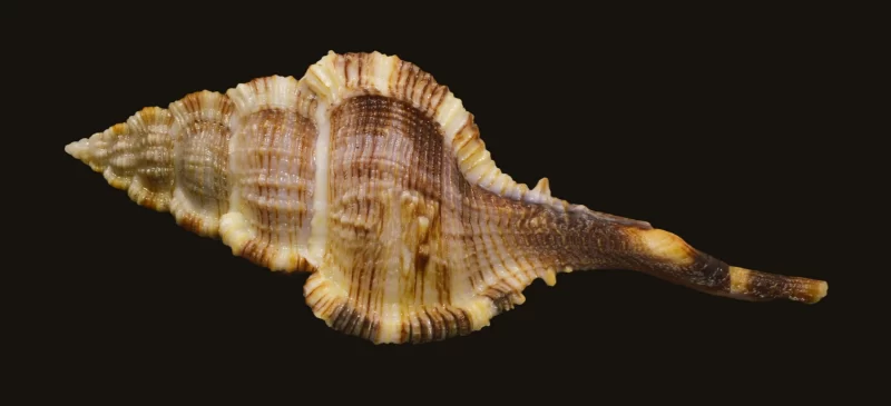 Vokesimurex Malabaricus Natural Sea Shell (Size-123.83mm) - Image 4