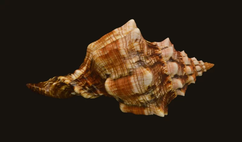 Pleuroploca Clava Natural Sea Shell (size-117.27mm) - Image 2