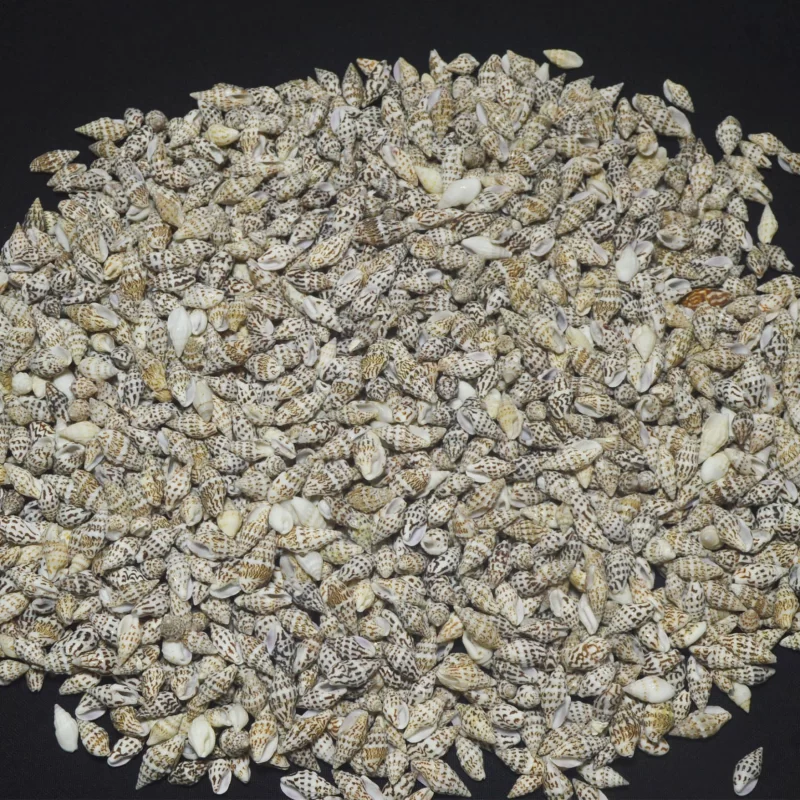Pseudonebularia Dovpeledi Natural Sea Shells