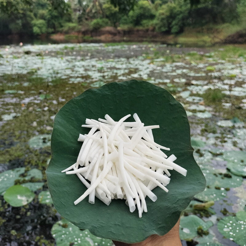 smooth dentalium shells